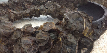 Sosialisasi Budidaya Tiram Sebagai Upaya Pemanfaatan Potensi Sumberdaya dan Peningkatan Kesejahteraan Masyarakat Lokal