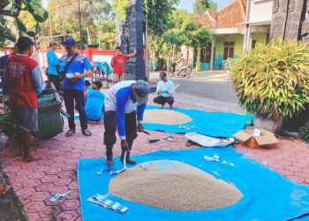Tani Merdeka Indonesia Sragen Gelar Aksi Serentak Berantas Hama Tikus di Sawah