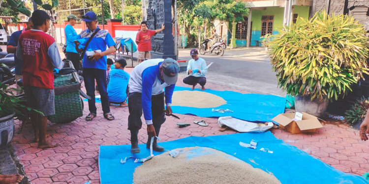 Tani Merdeka Indonesia Sragen Gelar Aksi Serentak Berantas Hama Tikus di Sawah