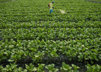 Petani menyemprotkan pupuk cair ke tanaman sayurnya (ilustrasi).