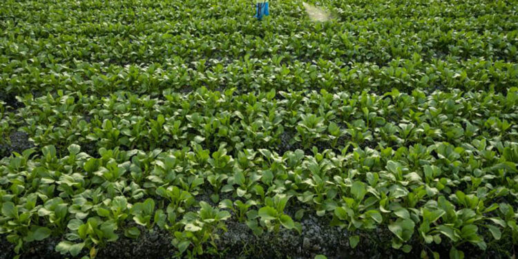 Petani menyemprotkan pupuk cair ke tanaman sayurnya (ilustrasi).