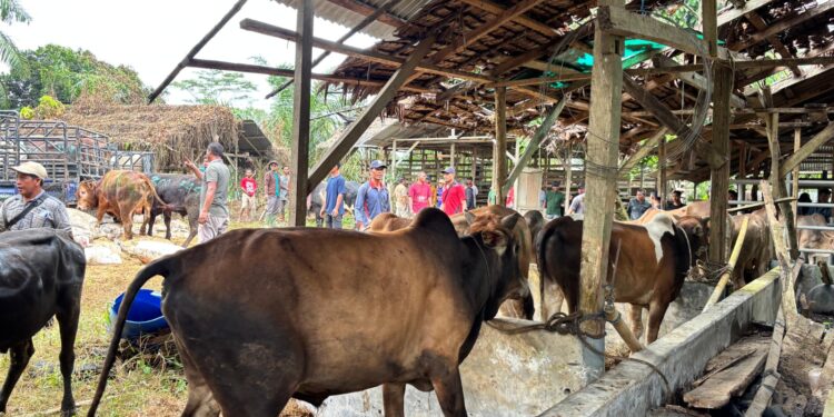 Jelang Meugang Idulfitri, Pemerintah Aceh Pastikan Stok Daging Aman