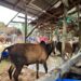 Jelang Meugang Idulfitri, Pemerintah Aceh Pastikan Stok Daging Aman