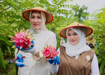 Kak Na : Buah Naga Sabang, Meucrop Barang