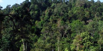 Foto asli kawasan hutan Gunung Leuser di Sumatra sebagai ilustrasi isu lingkungan tambang Beutong Ateuh