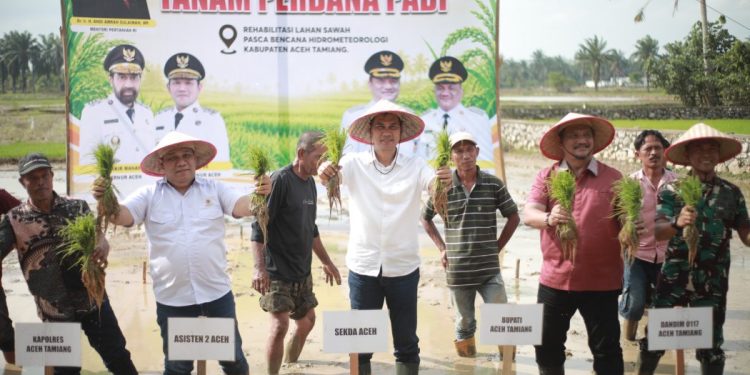 Pimpin Tanam Padi Perdana Pasca Bencana, Sekda Aceh : Jaga Stabilitas Pangan Tetap Aman