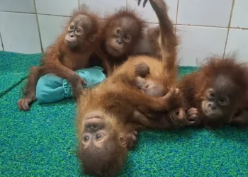 Misteri lima bayi orang utan di hutan India, korban perdagangan satwa dari Indonesia atau Malaysia?