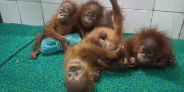 Misteri lima bayi orang utan di hutan India, korban perdagangan satwa dari Indonesia atau Malaysia?