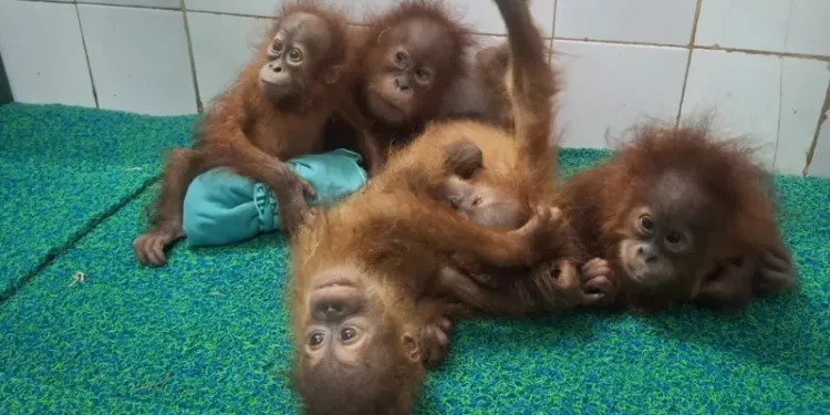 Misteri lima bayi orang utan di hutan India, korban perdagangan satwa dari Indonesia atau Malaysia?