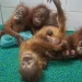 Misteri lima bayi orang utan di hutan India, korban perdagangan satwa dari Indonesia atau Malaysia?